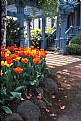 Picture Title - Tulips & Bush House