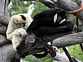 Picture Title - White-cheeked Gibbons