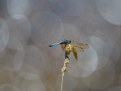 Picture Title - Skimmer, Blue Dragonfly