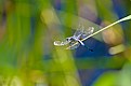 Picture Title - Pondhawk