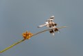 Picture Title - Eight Spotted Skimmer