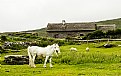 Picture Title - Irish Cottage