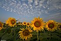 Picture Title - Sunflowers