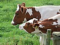 Picture Title - Cows