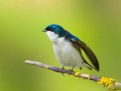 Picture Title - Tree Swallow 2