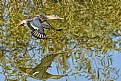 Picture Title - Male Northern shoveler