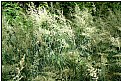 Picture Title - summergrasses