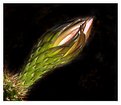 Picture Title - Cactus Bud