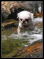 Picture Title - Playing in the water