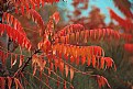 Picture Title - Staghorn Sumac Orange