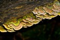 Picture Title - Tree Fungus Row