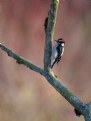 Picture Title - Tree Hugger