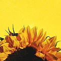 Picture Title - sunflower