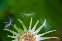 Picture Title - Dandelion Spent