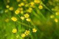 Picture Title - Buttercup Dreams