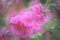 Picture Title - Soft Pink Hollyhocks