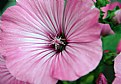 Malva sylvestris