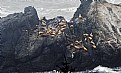 Picture Title - High Climbing Sea Lions