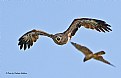 Picture Title - Attack. Black Kite. 