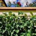 Picture Title - Vine-rose