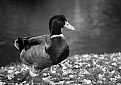 Picture Title - Mallard Drake