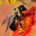 Bee and flower macro