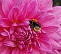 Picture Title - Bee in Dahlia