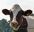 Picture Title - Cow 1364