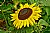1st sunflower