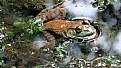 Picture Title - Frog in the water