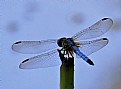 Picture Title - Dragonfly 24