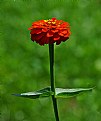 Zinnia