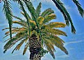 Picture Title - Palms & Palms