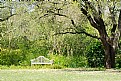 Picture Title - Bench & Tree