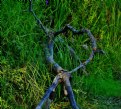 Picture Title - Forms of Nature