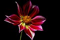 Picture Title - Junkyard dog dahlia 2.