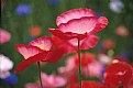 Shirley Poppies