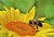 Fresh sunflower bloom and bee