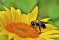 Picture Title - Fresh sunflower bloom and bee