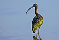 Picture Title - Ibis