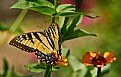 swallowtail and zinnias.