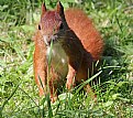 Picture Title - squirrel