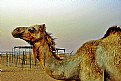 Picture Title - Desert Portrait