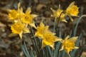 Picture Title - Daffodils