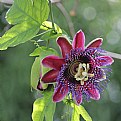 Picture Title - Passiflora