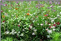 Picture Title - flowery meadow