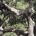 Picture Title - cyclops oak