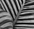 Picture Title - Palm