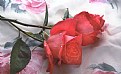 Picture Title - Red Roses on Scarf