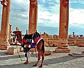 Picture Title - Camel & Columns